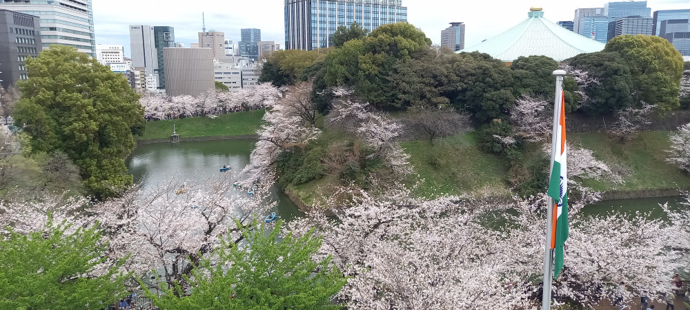 インド大使館にて花見レセプションに出席いたしました。