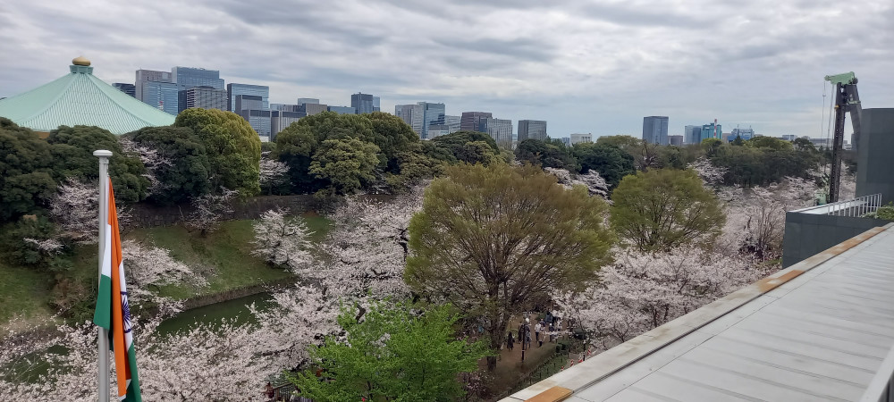 インド大使館にて花見レセプションに出席いたしました。