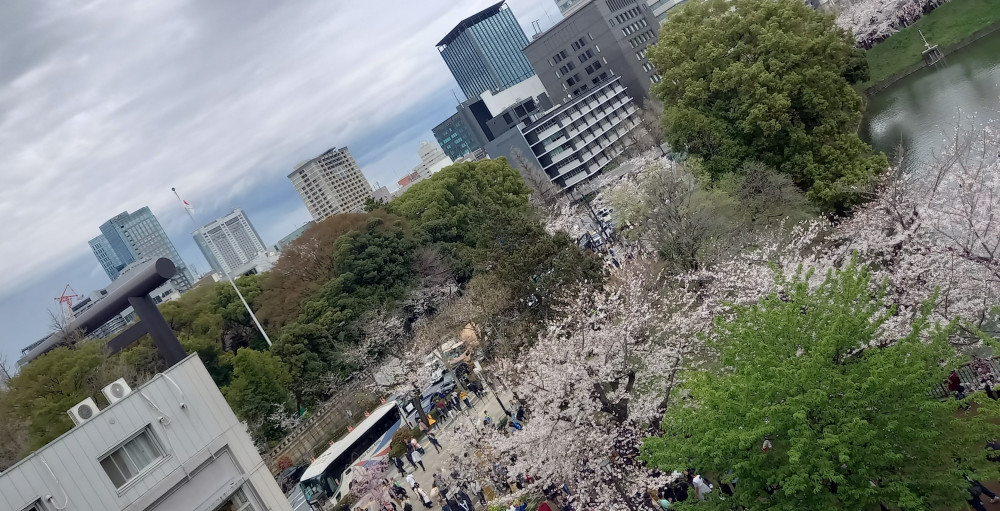 インド大使館にて花見レセプションに出席いたしました。