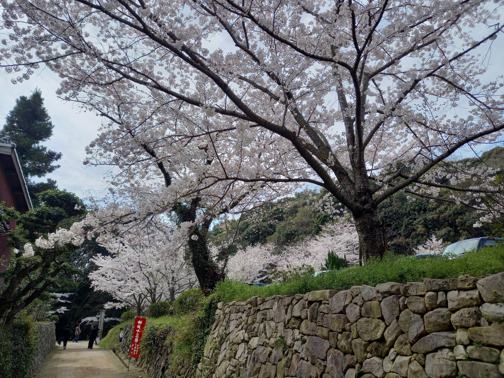 地元の転法輪寺の花祭りにて