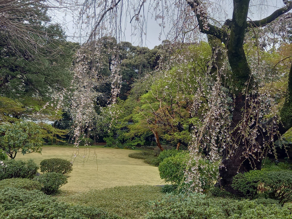 ドイツ大使公邸にて、大使主催の観桜会が行われました🌸