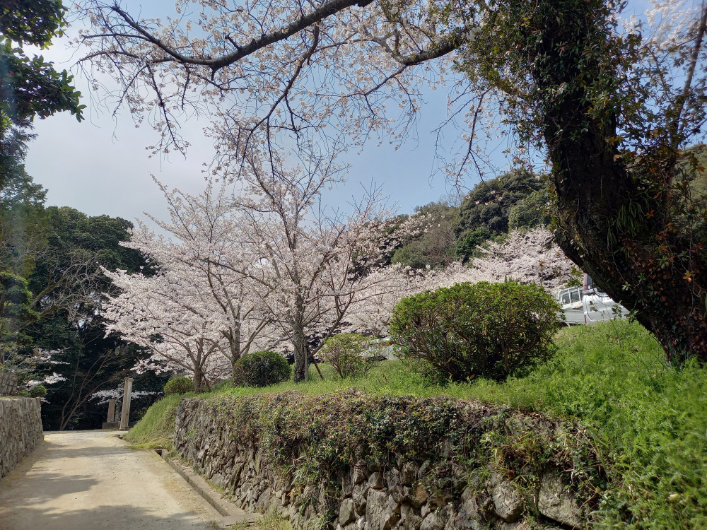 垂水区転法輪寺花祭りにて！