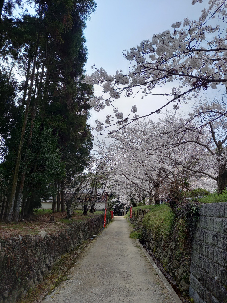 垂水区転法輪寺花祭りにて！