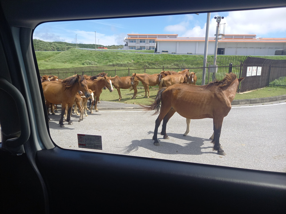 ②陸上自衛隊石垣・与那国駐屯地を視察